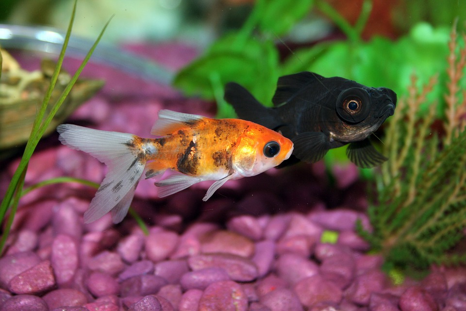 Goldfish, Fish, Aquarium, Underwater, Fishbowl, Water