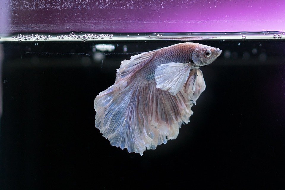 Gold Fish, Fish, Aquarium, Underwater, Animal, Pet