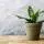 How Often To Water Snake Plant? A Beginners Guide